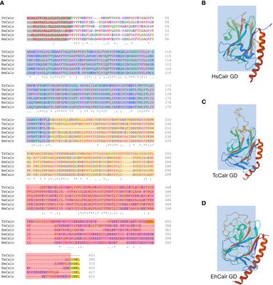 The many faces of parasite calreticulin